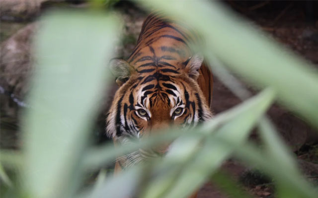 Stressed? Why you don’t need to fight the tiger anymore